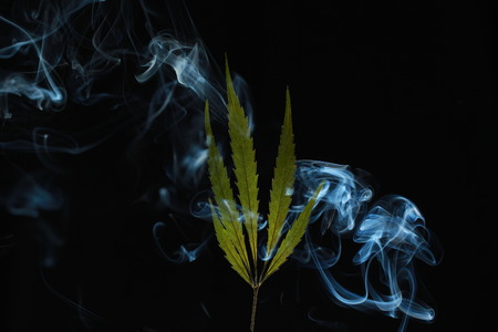A green cannabis leaf on a black background enveloped in smokeの写真素材