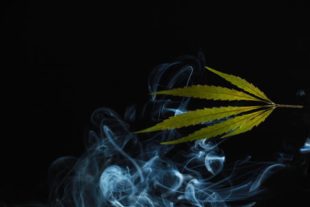 A green cannabis leaf on a black background enveloped in smokeの写真素材