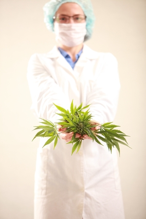 Woman doctor holding a cannabis leaf and oil.alternative medicineの写真素材