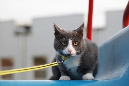 gray cat on the street walk on a leash