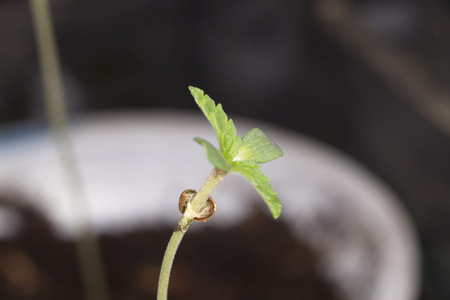 cannabis grain and sproutの写真素材