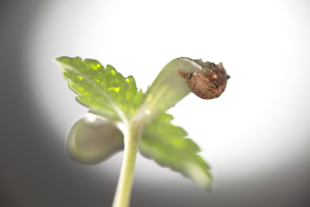 cannabis grain and sproutの写真素材