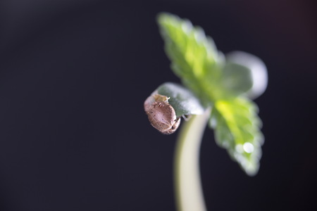 cannabis grain and sproutの写真素材