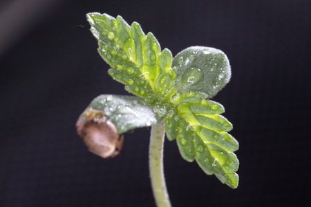 cannabis grain and sproutの写真素材