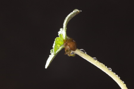 cannabis grain and sproutの写真素材