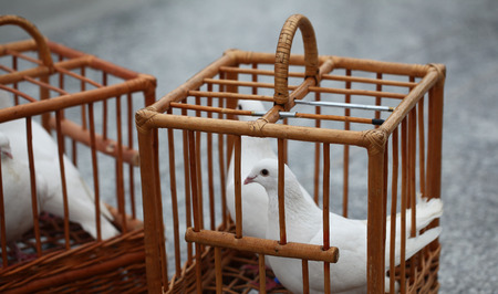 white doves in a wooden cageの写真素材