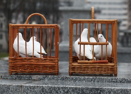 white doves in a wooden cageの写真素材