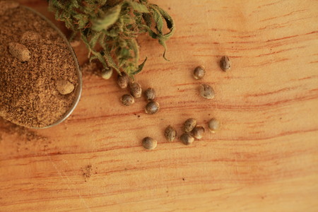Cannabis cbd hemp seeds flourの写真素材