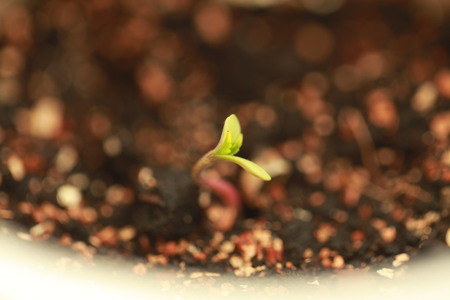 sprout hemp cannabis plantの写真素材