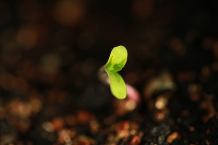 sprout hemp cannabis plantの写真素材