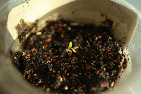 sprout hemp cannabis plantの写真素材