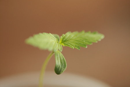 sprout hemp cannabis plantの写真素材