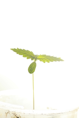 sprout hemp cannabis plantの写真素材