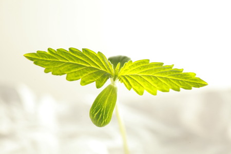 sprout hemp cannabis plantの写真素材