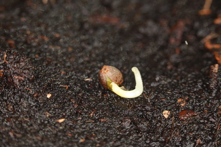 sprouted cannabis seedsの写真素材