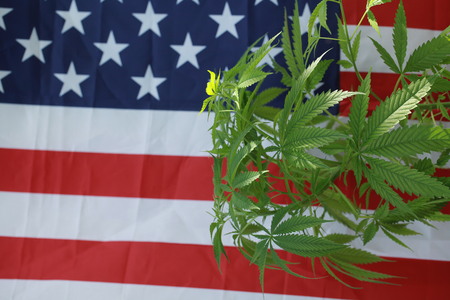 cannabis marijuana  American flagの写真素材