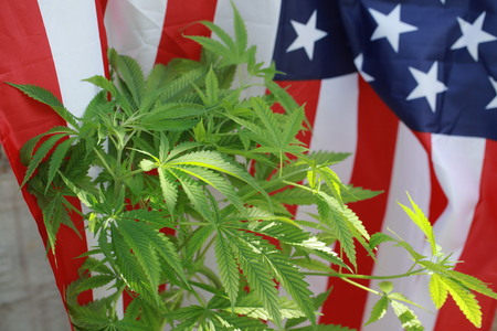 cannabis marijuana  American flagの写真素材