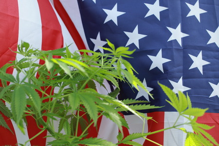 cannabis marijuana  American flagの写真素材