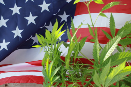 cannabis marijuana  American flagの写真素材
