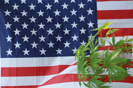 cannabis marijuana  American flagの写真素材