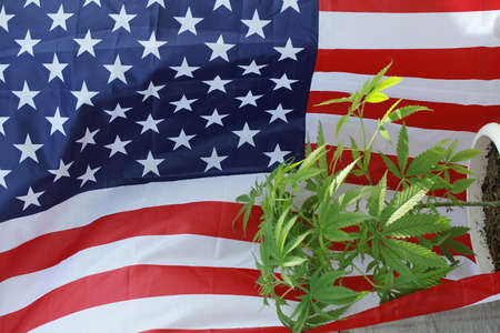 cannabis marijuana  American flagの写真素材