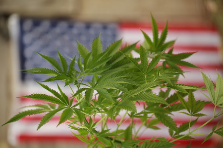 cannabis marijuana  American flagの写真素材