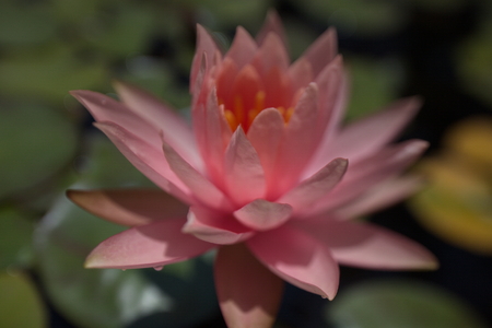 multi-colored water lilies tropical swimming in a pond in summerの写真素材