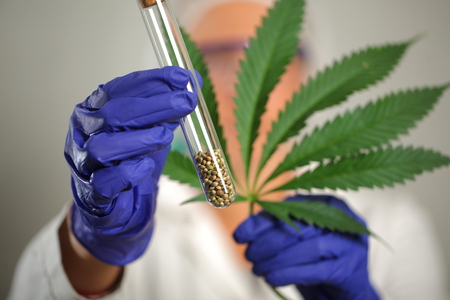 Doctor hand hold medical marijuana and seeds in vitroの写真素材