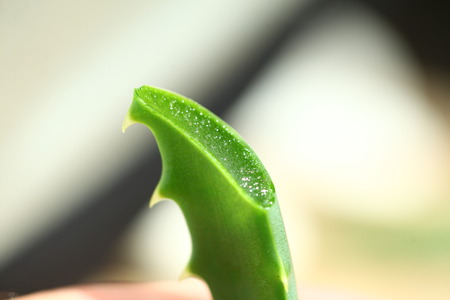 Aloe oil spa therapy wood backgroundの写真素材