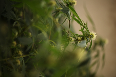 Marijuana flower blooming medical cannabis plantの写真素材