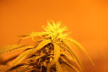 Marijuana flower blooming medical cannabis plantの写真素材