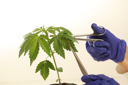 Plant in laboratory medical marijuana cannabis oilの写真素材