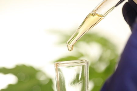 Plant in laboratory medical marijuana cannabis oilの写真素材