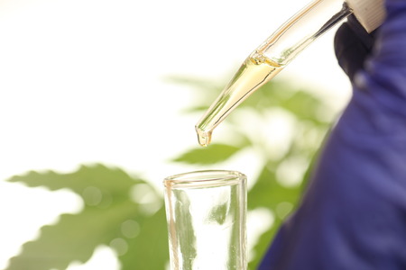 Plant in laboratory medical marijuana cannabis oilの写真素材