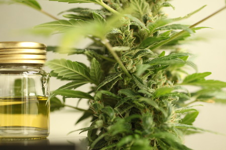 cannabis oil cbdの写真素材
