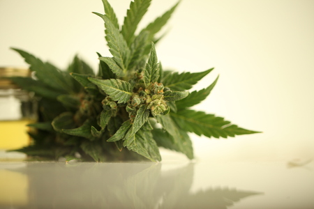 cannabis oil cbdの写真素材