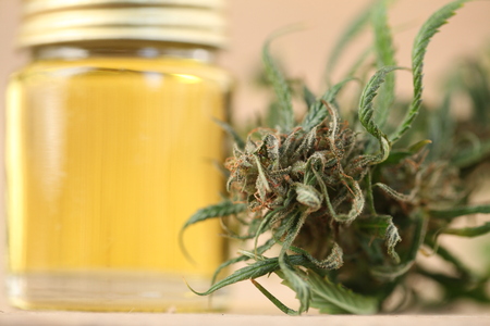 marijuana medical cannabis oil cbdの写真素材