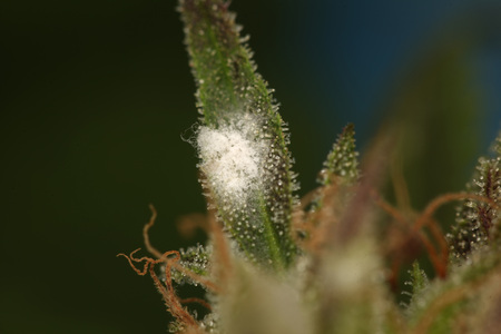 white mold on the plant cannabisの写真素材