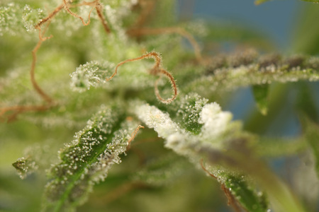 white mold on the plant cannabisの写真素材