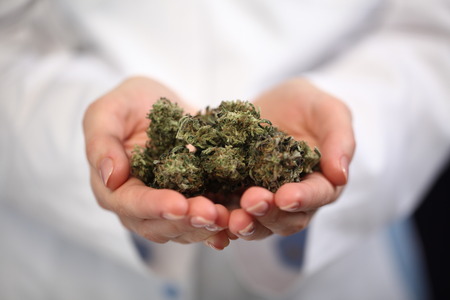 medical marijuana in the hand of a doctor. cannabis alternative medicineの写真素材