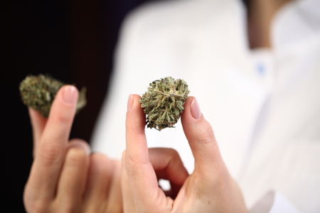 medical marijuana in the hand of a doctor. cannabis alternative medicineの写真素材
