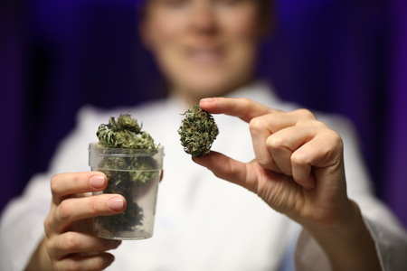 medical marijuana in the hand of a doctor. cannabis alternative medicineの写真素材