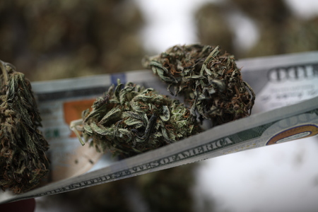 cannabis business concept. Medical Marijuana and Moneyの写真素材