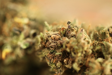 medical cannabis marijuana in a glass jarの写真素材