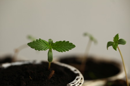 cannabis sprouts growing medical marijuanaの写真素材