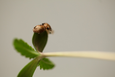 cannabis sprouts growing medical marijuanaの写真素材