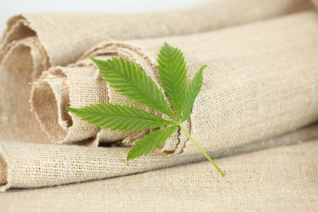 cannabis leaf hemp fabric textureの写真素材