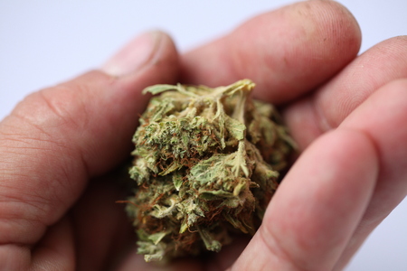 dry medical cannabis marijuana handの写真素材