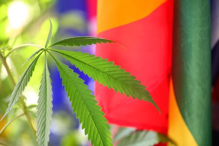 legal marijuana concept. Medical cannabis flag backgroundの写真素材