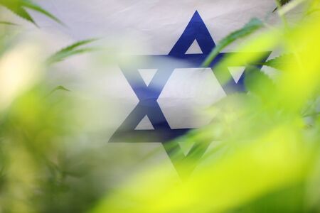 legal marijuana concept. Medical cannabis flag backgroundの写真素材